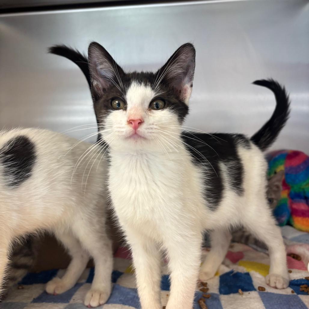 Enlarge Crayon, a Adoptable Domestic Short Hair in Newark, NJ image 2/2