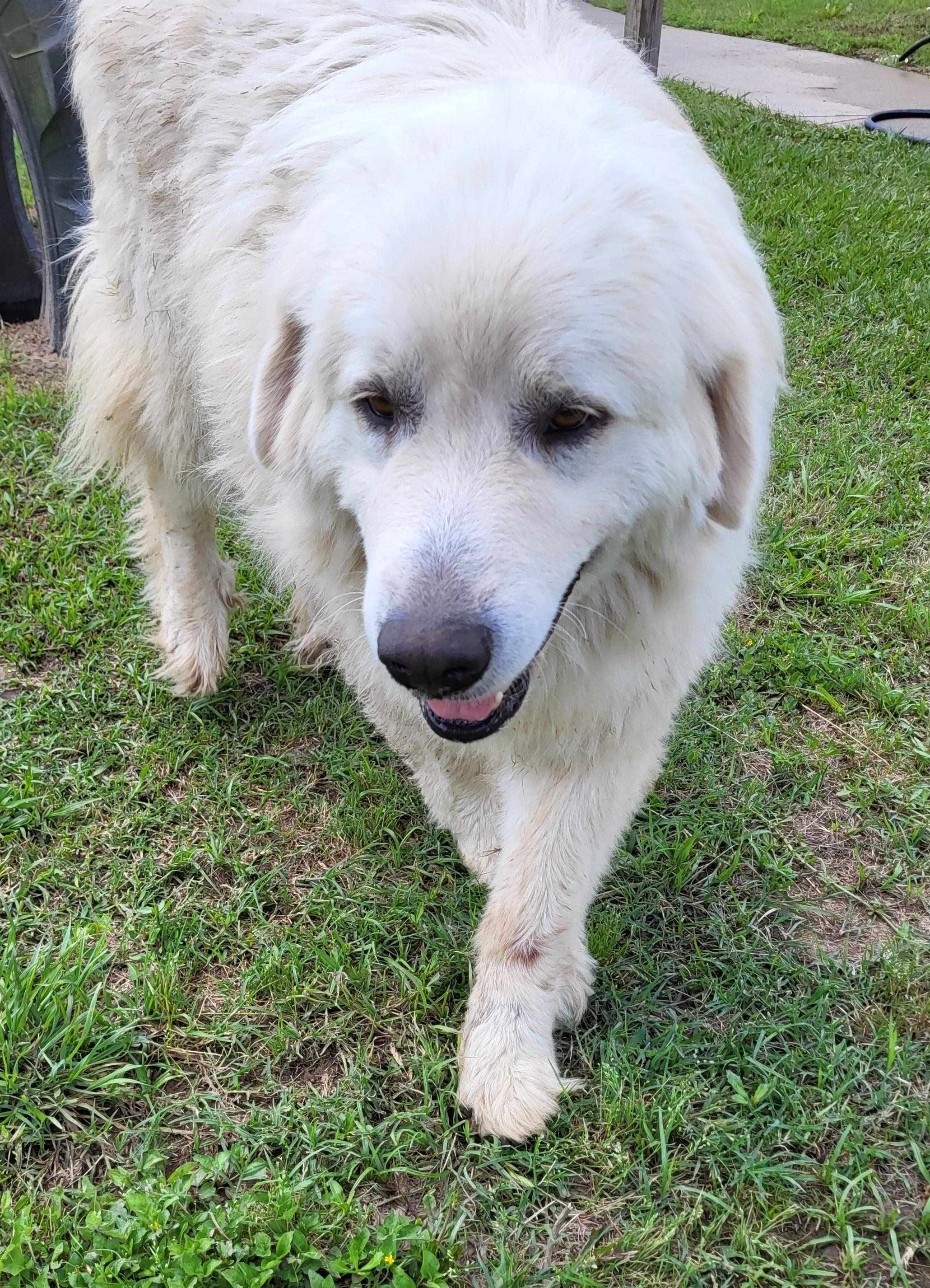 Wilson, Adult Male Great Pyrenees