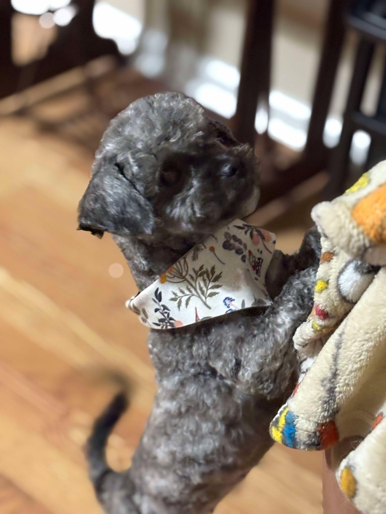 Annabelle, Adopted, Young Female Poodle.