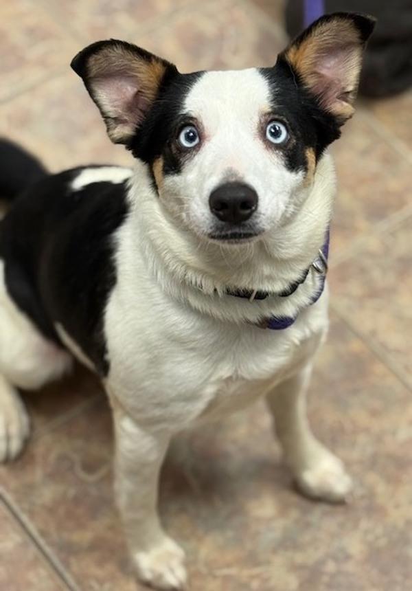 Enlarge Sonya, a Adoptable mixed breed in Littleton, CO image 2/2