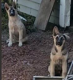 Chloe & Betsey, Adoptable, Senior Female Husky & German Shepherd Dog.