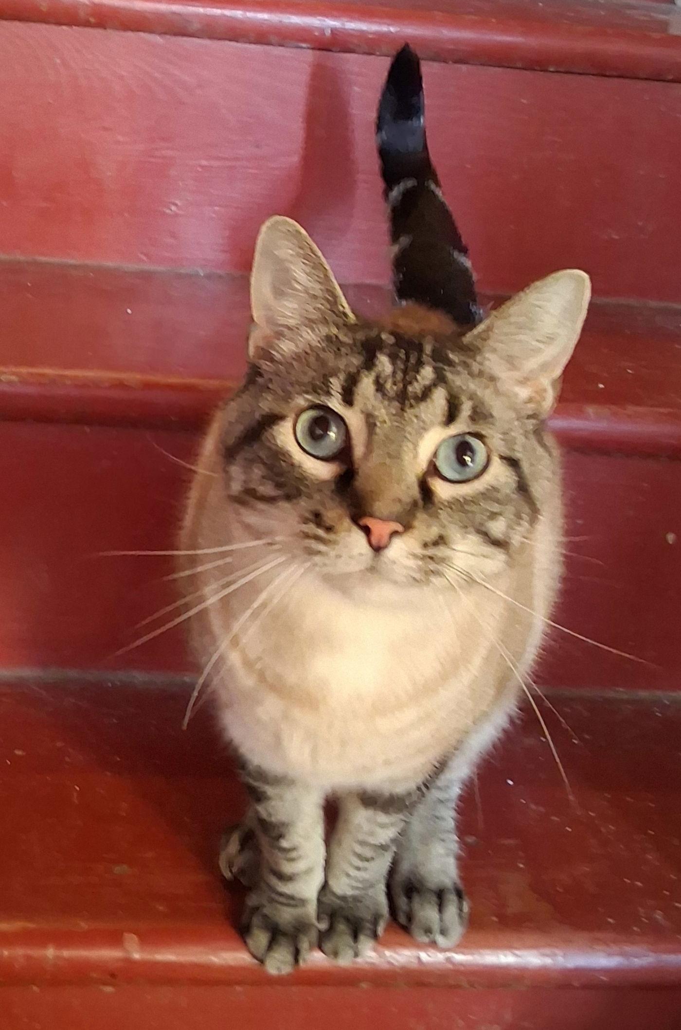 Samson, Adopted, Adult Male Tabby & Burmese.