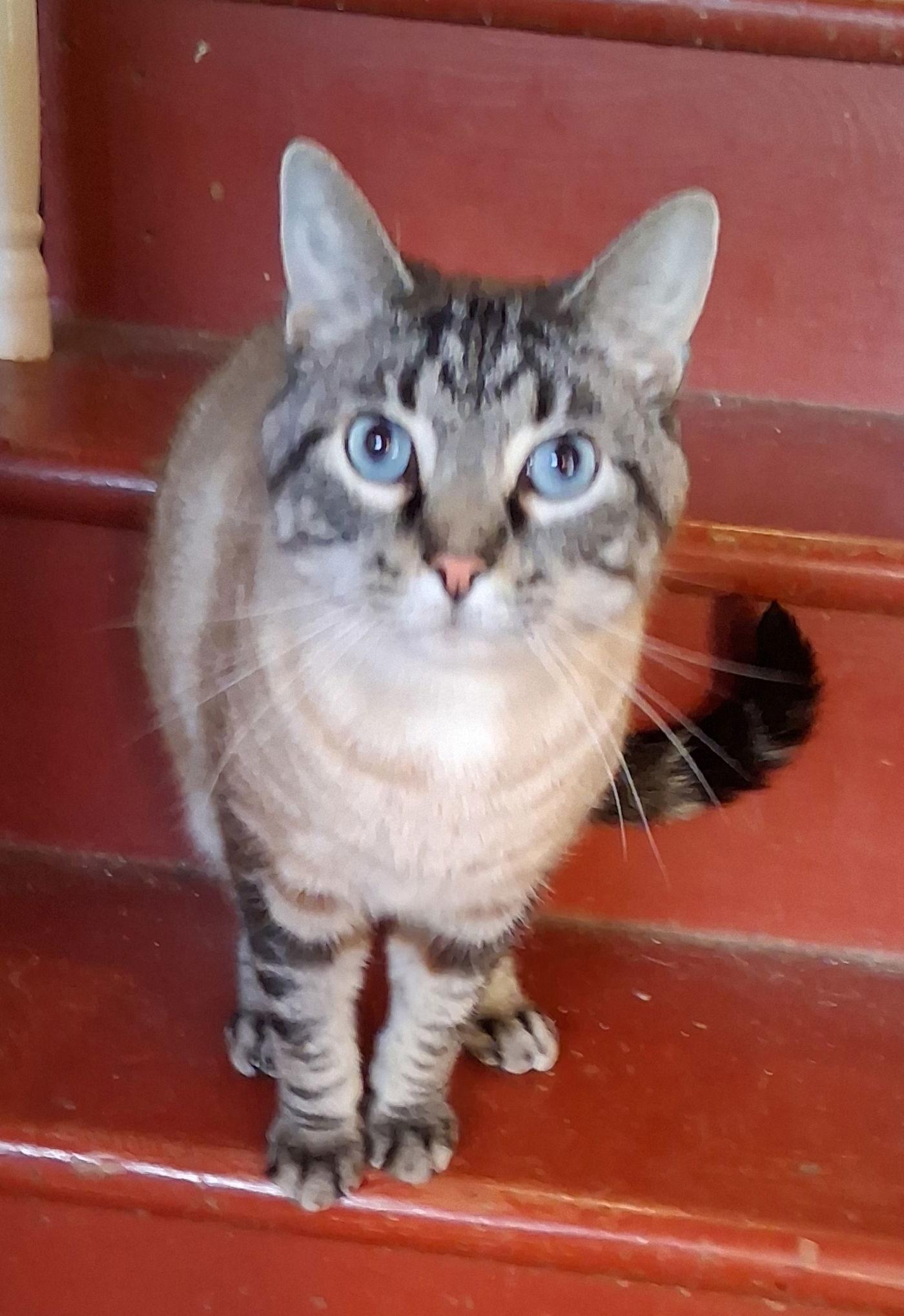 Samson, a Adopted mixed breed in Mcconnelsville, OH image 2/3