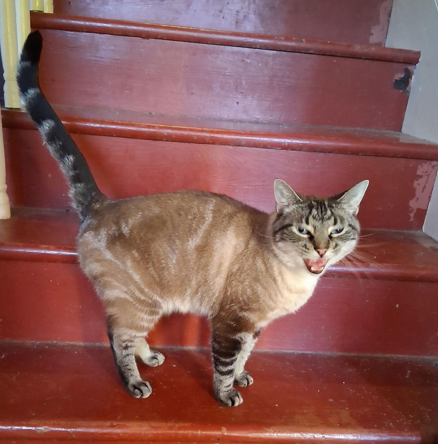 Samson, a Adopted mixed breed in Mcconnelsville, OH image 3/3