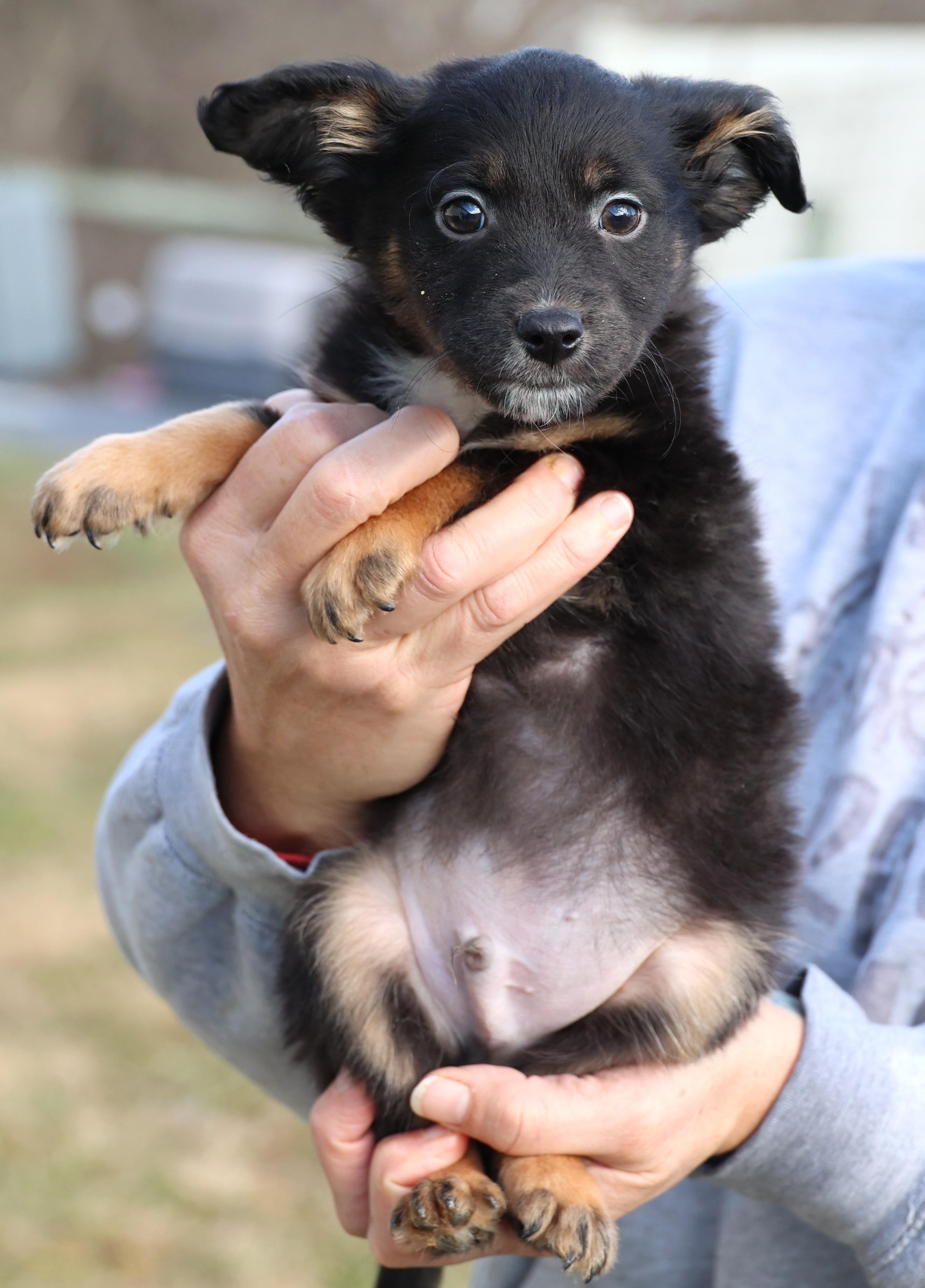 Enlarge Victor-Available! www.lhar.dog to apply! , an adoptable mixed breed in Frederick, MD image 3/5