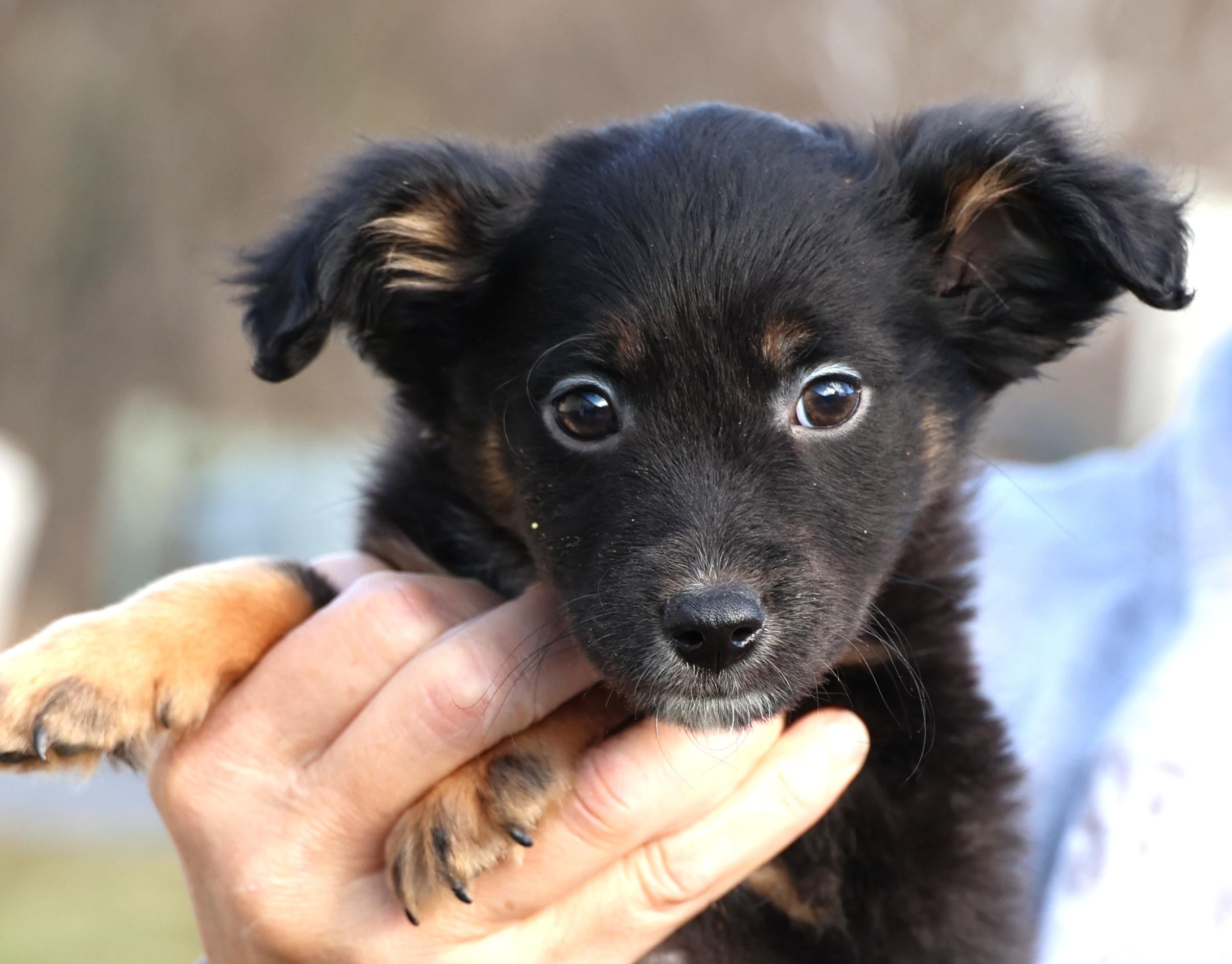 Enlarge Victor-Available! www.lhar.dog to apply! , an adoptable mixed breed in Frederick, MD image 2/5