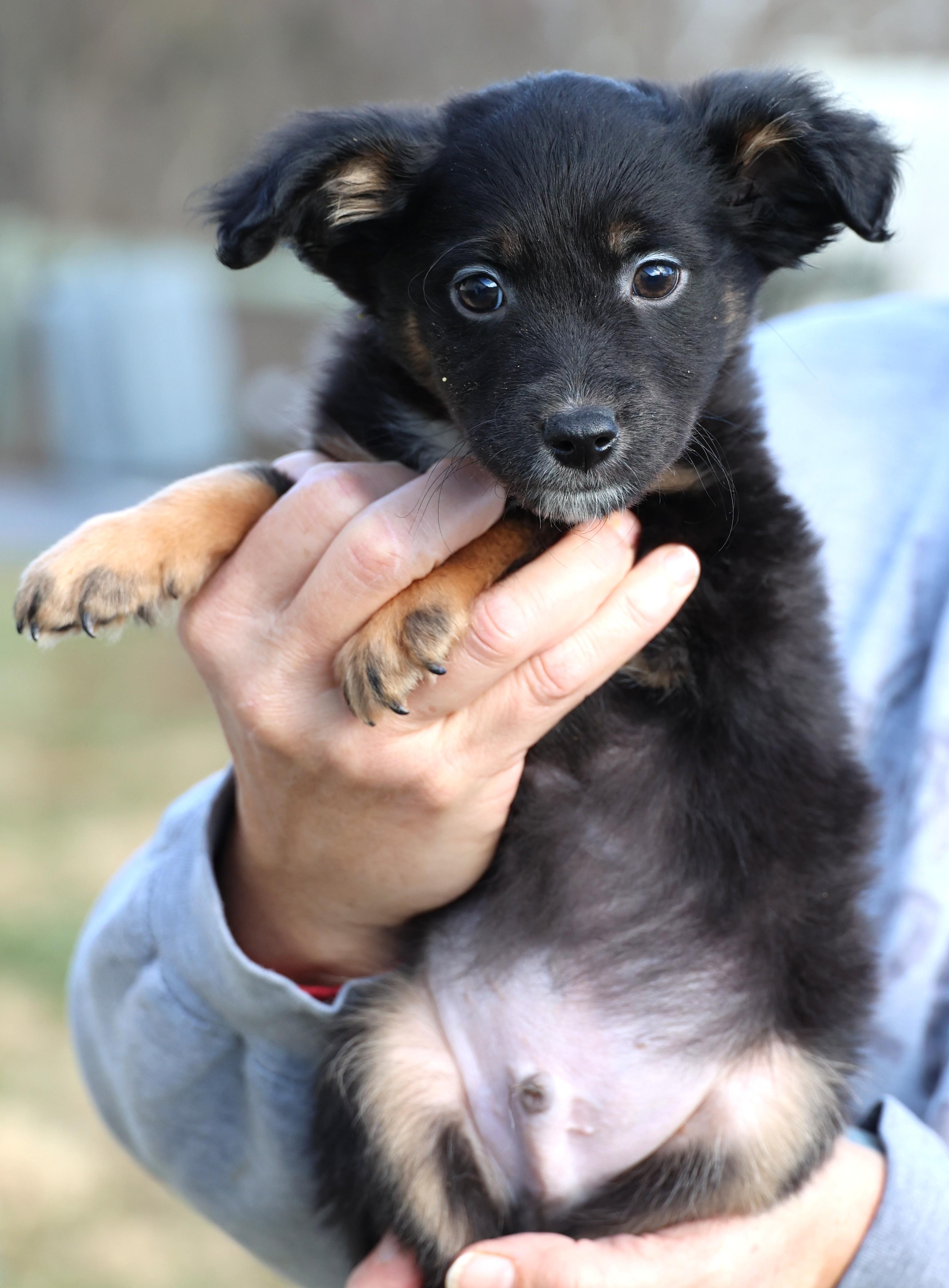 Enlarge Victor-Available! www.lhar.dog to apply! , an adoptable mixed breed in Frederick, MD image 5/5