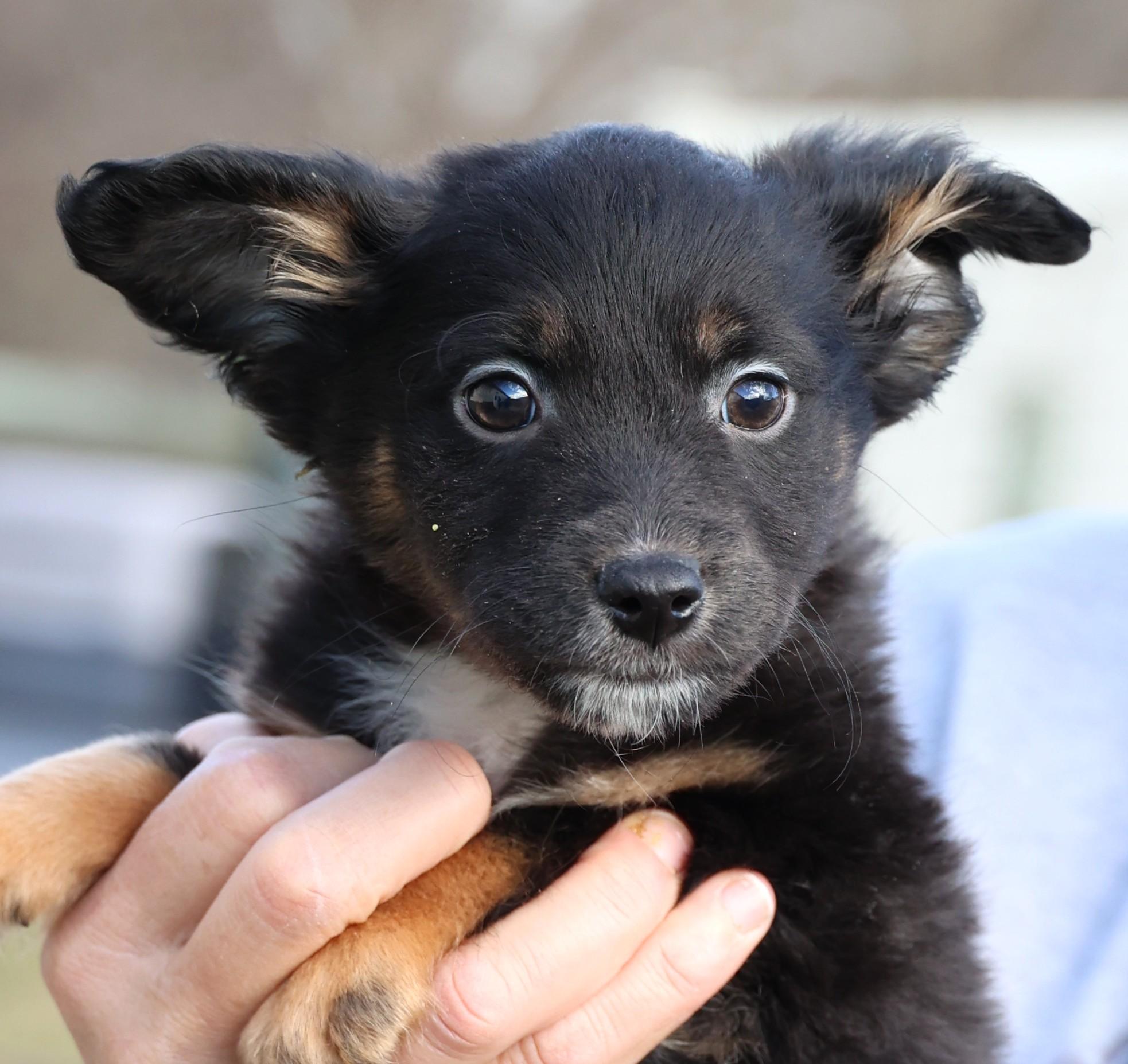 Enlarge Victor-Available! www.lhar.dog to apply! , an adoptable mixed breed in Frederick, MD image 1/5