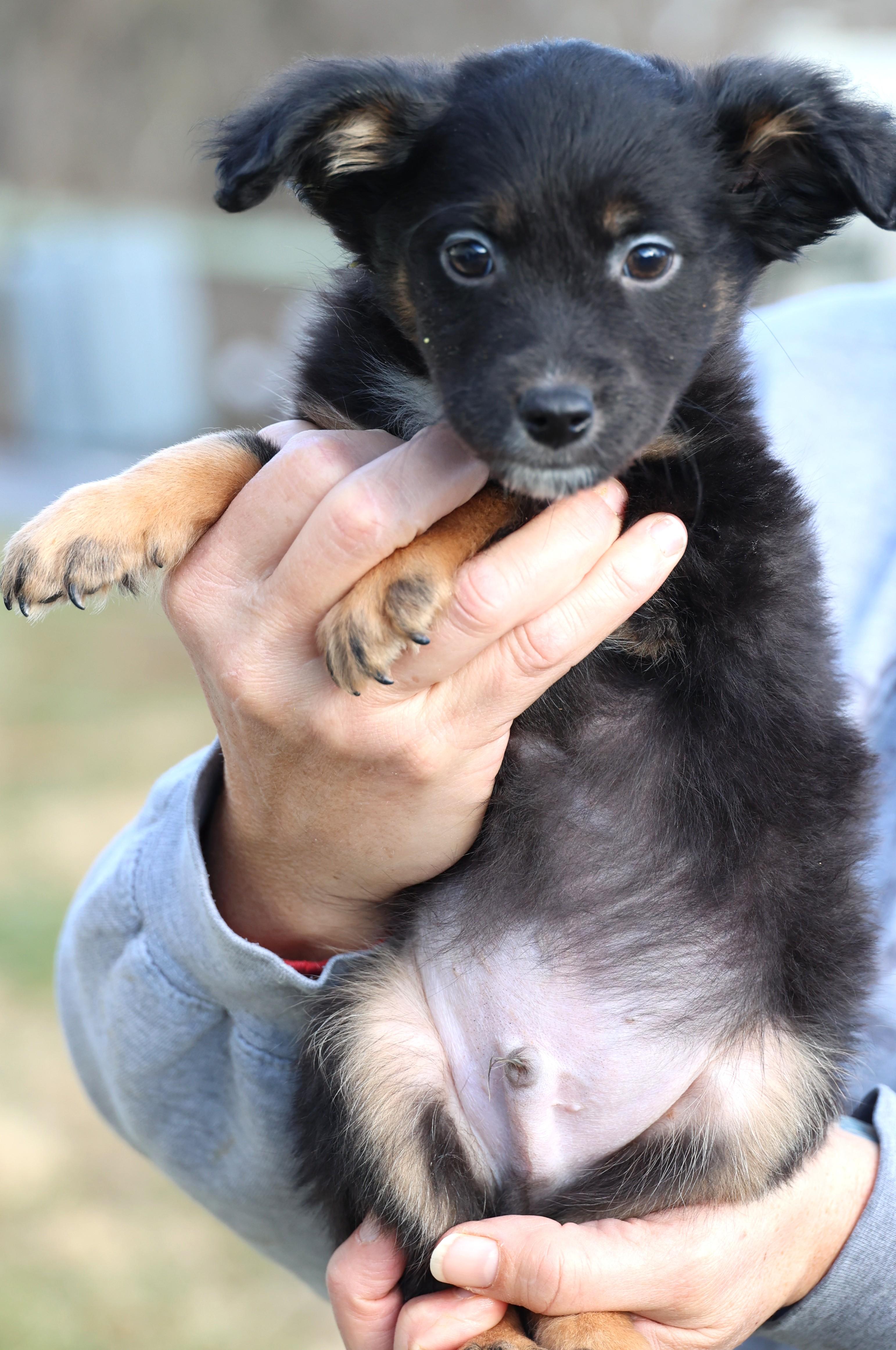 Enlarge Victor-Available! www.lhar.dog to apply! , an adoptable mixed breed in Frederick, MD image 4/5