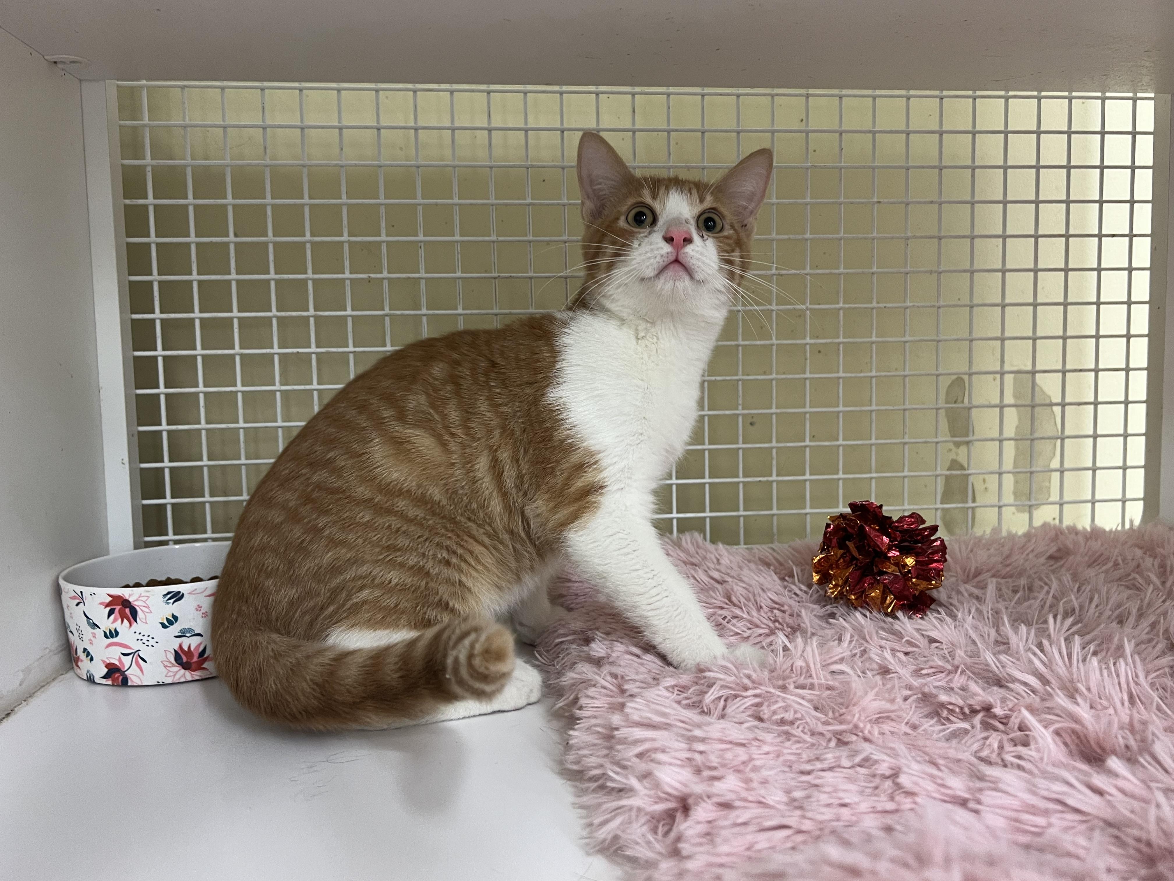 Picatso (fostered with Sasha)