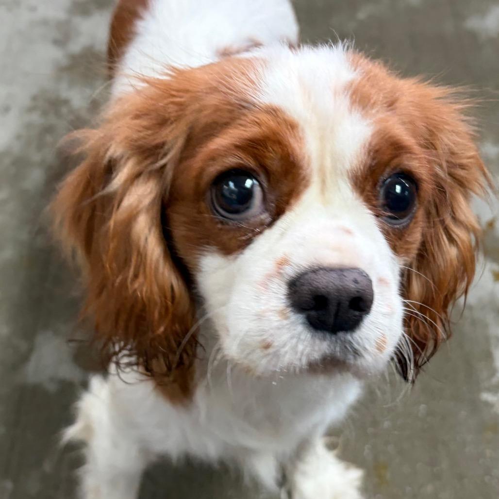 Marina, Adoptable, Adult Female Cavalier King Charles Spaniel.
