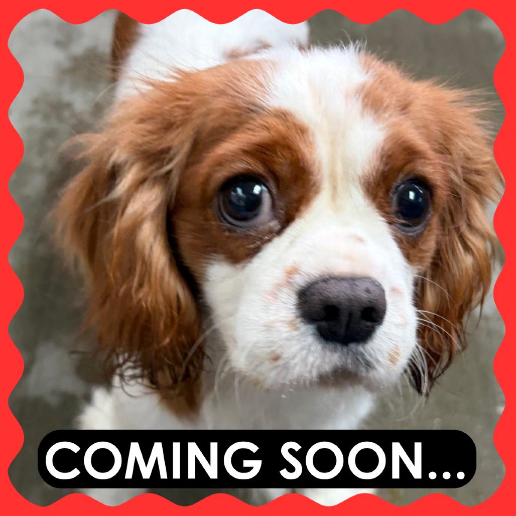 Enlarge Marina, a Adoptable Cavalier King Charles Spaniel in Delaware, OH image 2/5