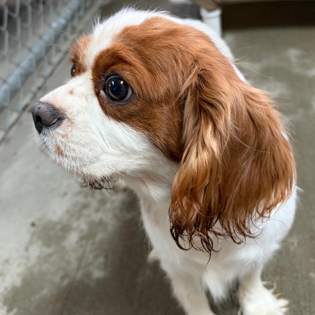 Enlarge Marina, a Adoptable Cavalier King Charles Spaniel in Delaware, OH image 3/5