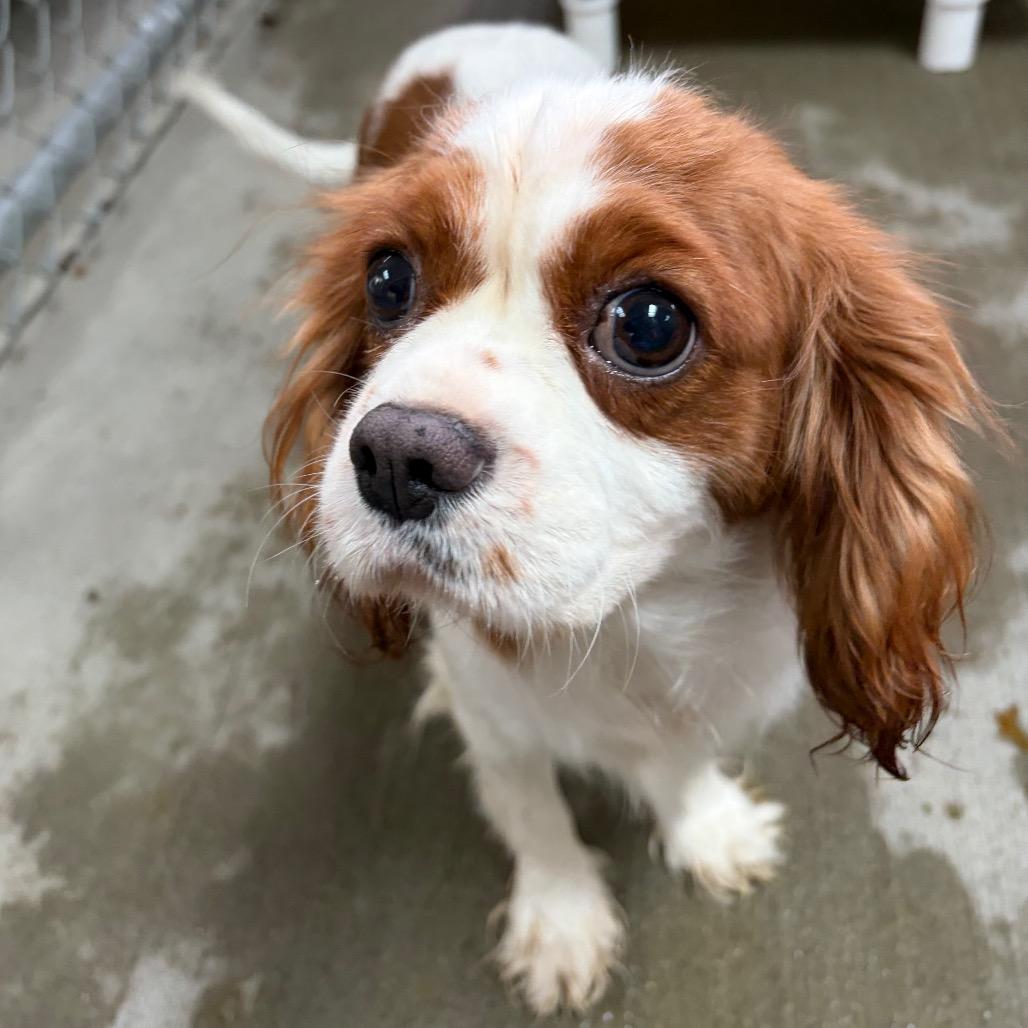 Enlarge Marina, a Adoptable Cavalier King Charles Spaniel in Delaware, OH image 4/5