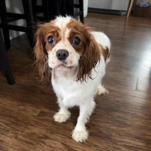 Enlarge Marina, a Adoptable Cavalier King Charles Spaniel in Delaware, OH image 5/5