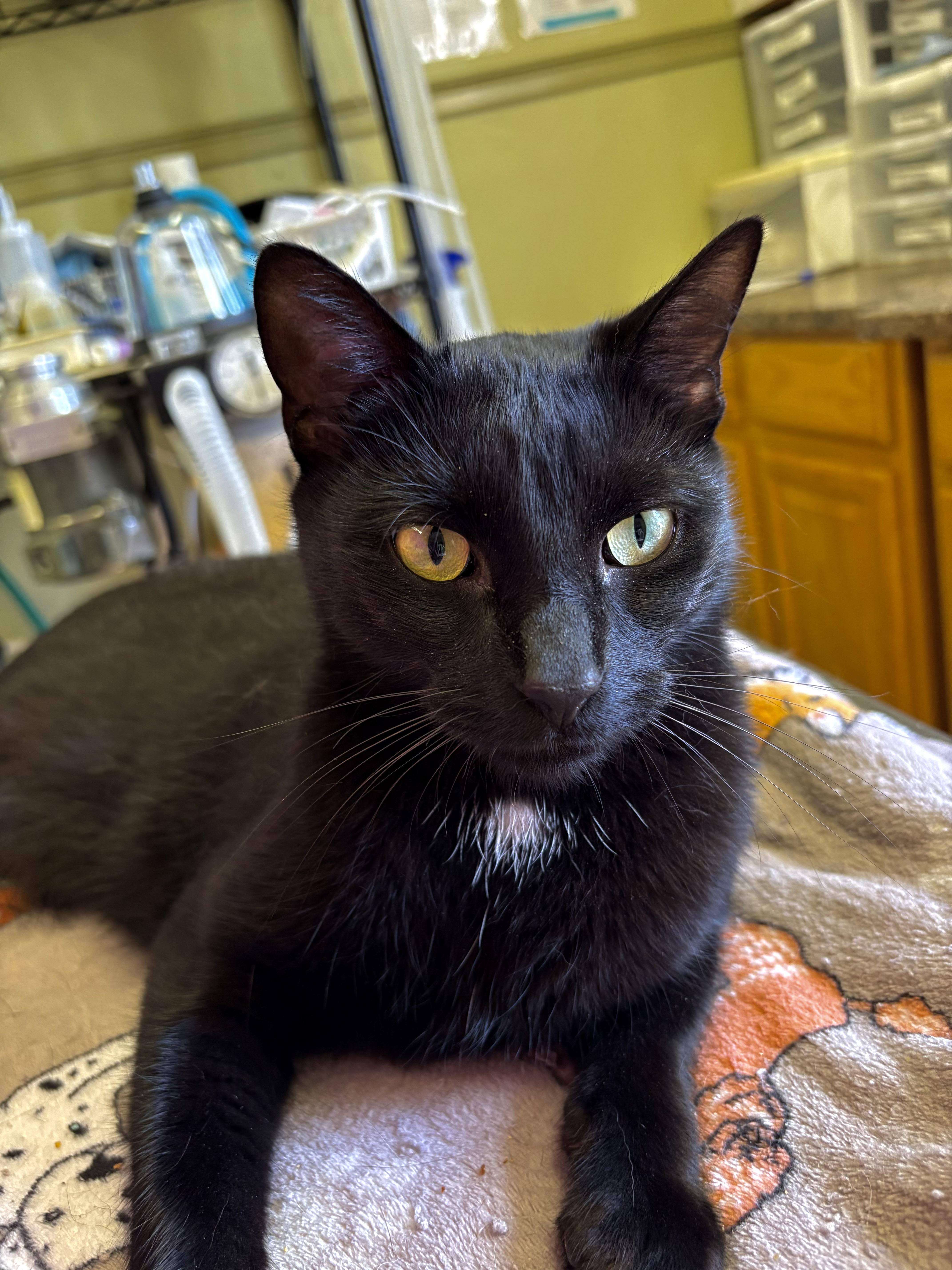 Tubbs, ADOPTABLE, Adult Male Domestic Short Hair.