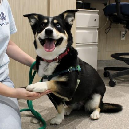 Enlarge Athena, a Adoptable mixed breed in Wheaton, IL image 2/3
