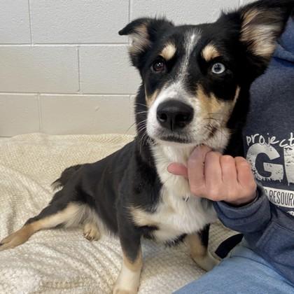 Enlarge Athena, a Adoptable mixed breed in Wheaton, IL image 3/3