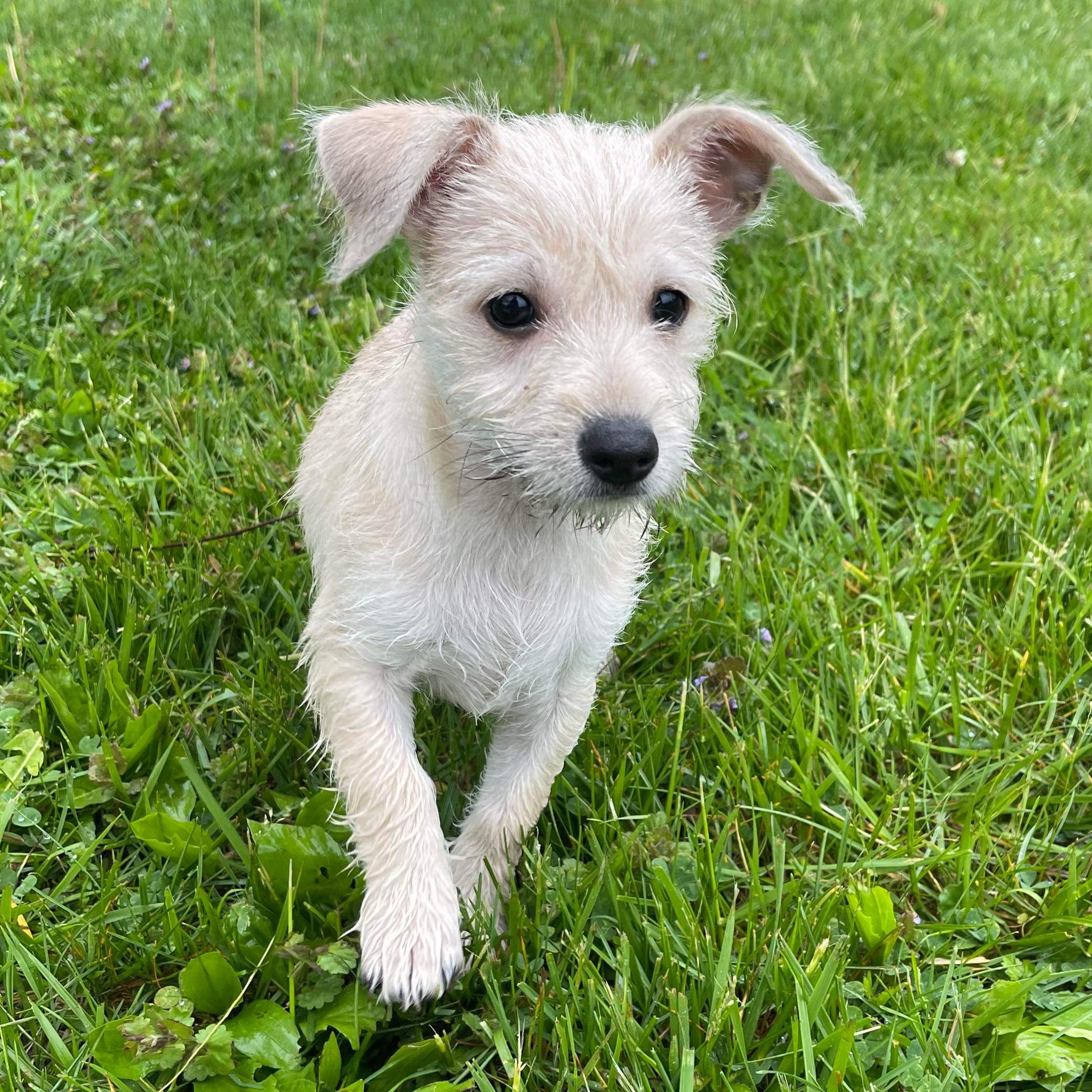 Breeze, Adopted, Puppy Female Chihuahua.
