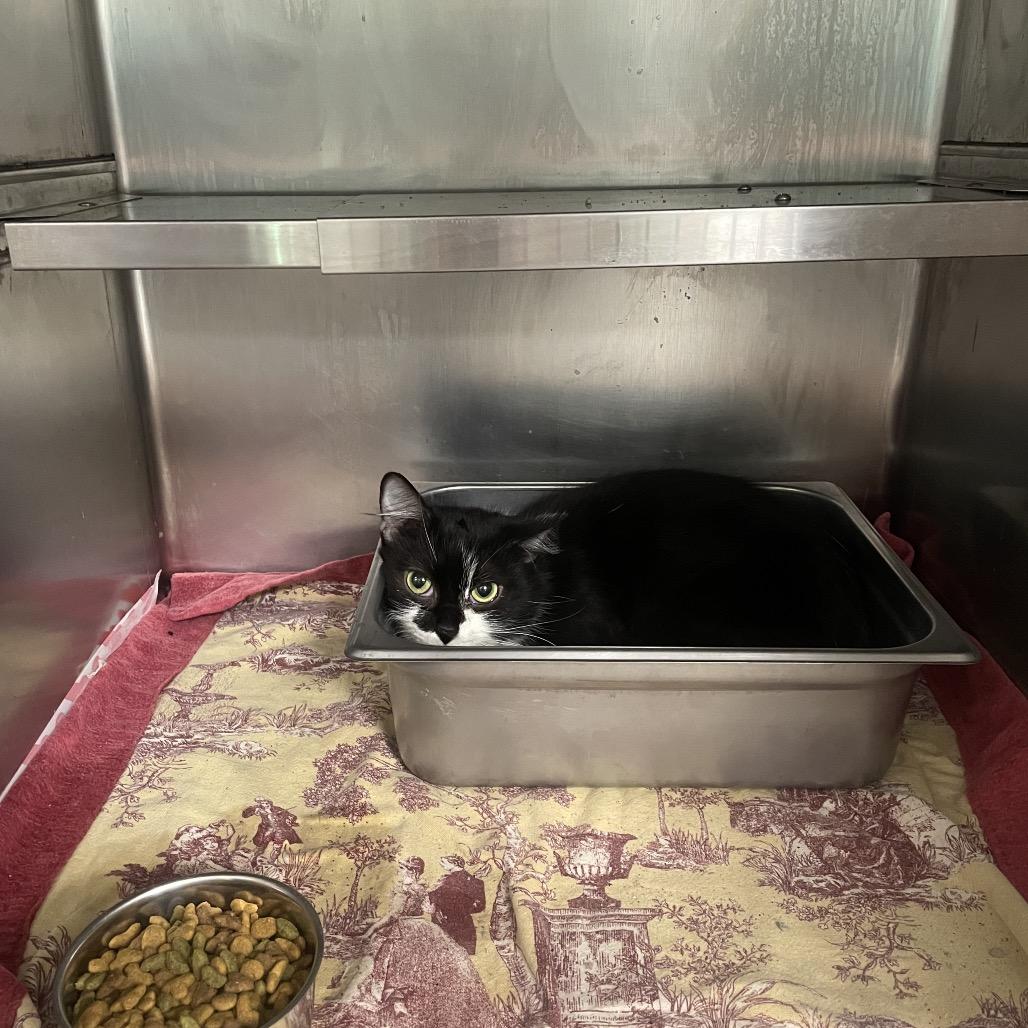 Enlarge Laurel, a Adoptable mixed breed in Galax, VA image 1/1