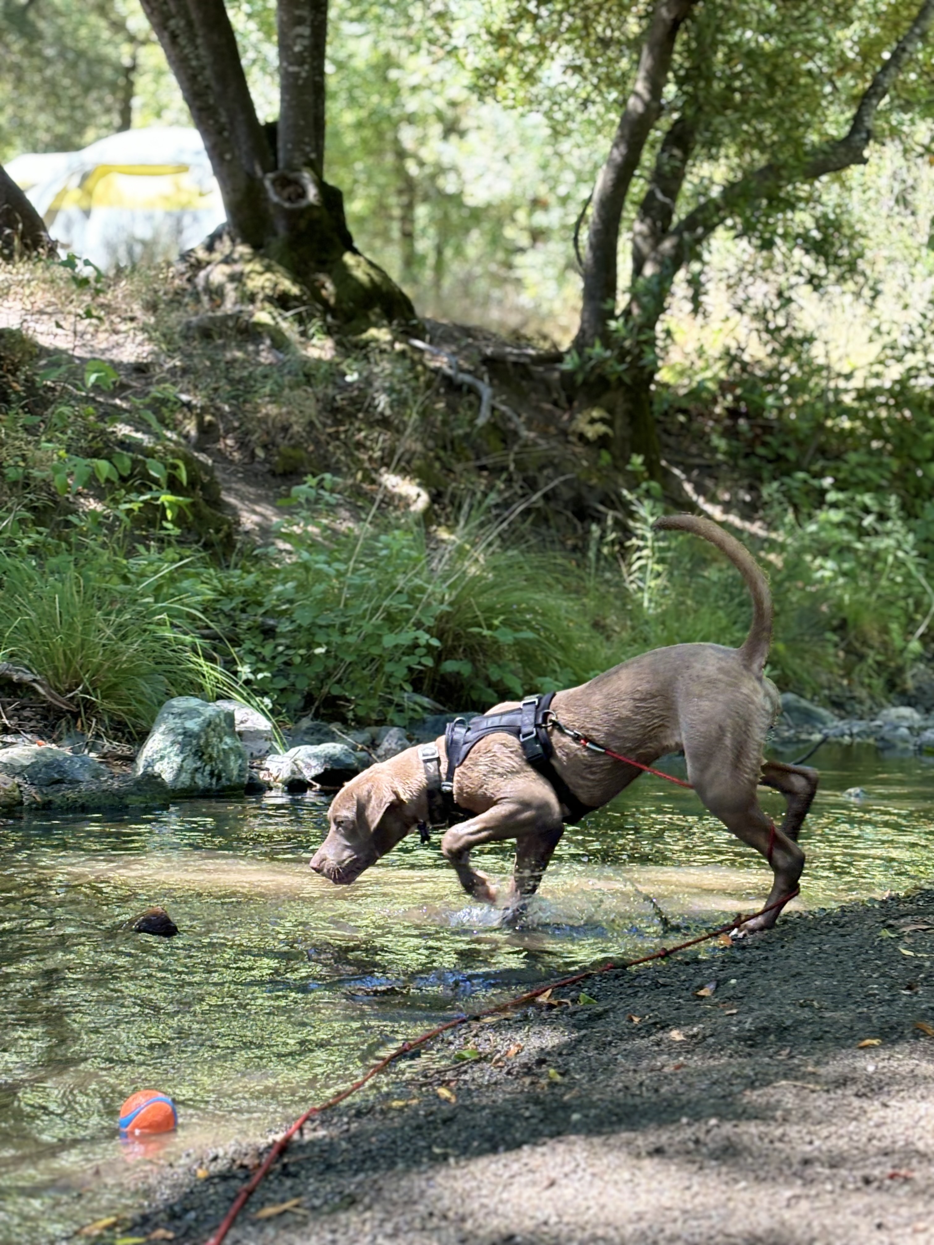 Enzo, a Adoptable Pit Bull Terrier in San Rafael, CA image 5/6