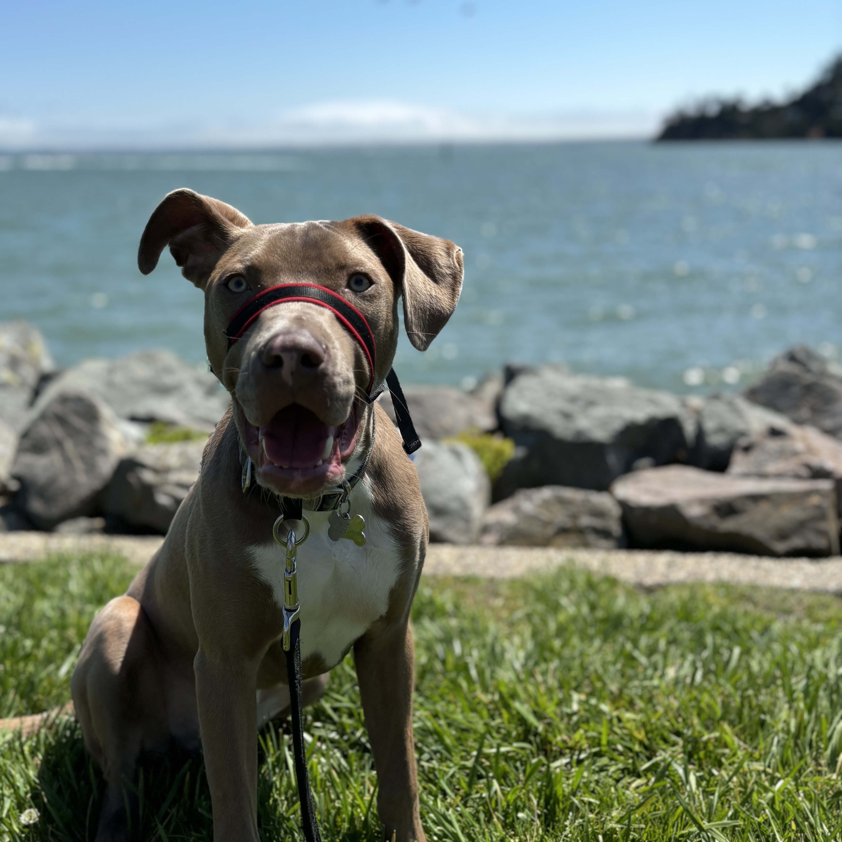 Enzo, a Adoptable Pit Bull Terrier in San Rafael, CA image 1/6