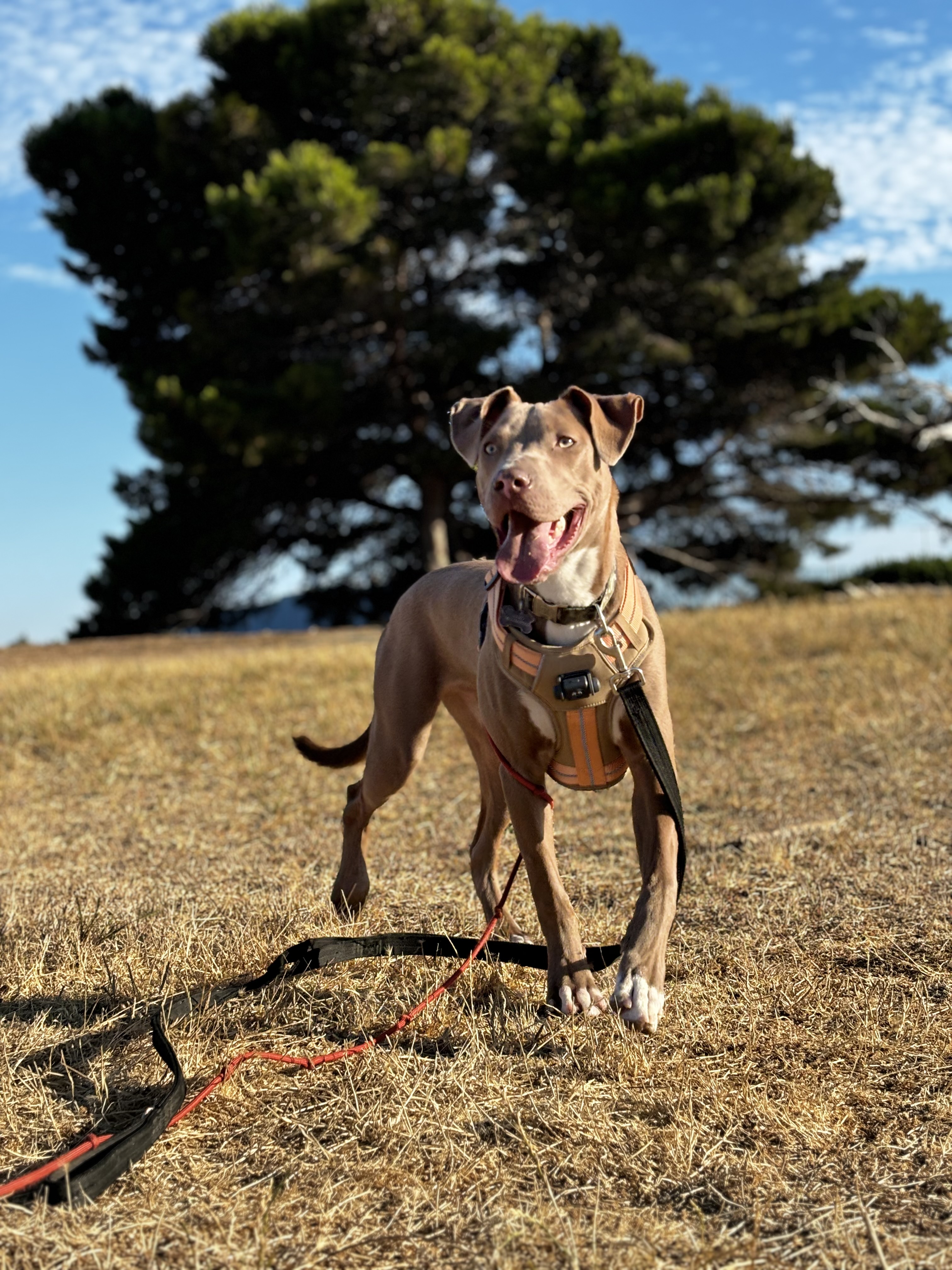 Enzo, a Adoptable Pit Bull Terrier in San Rafael, CA image 2/6