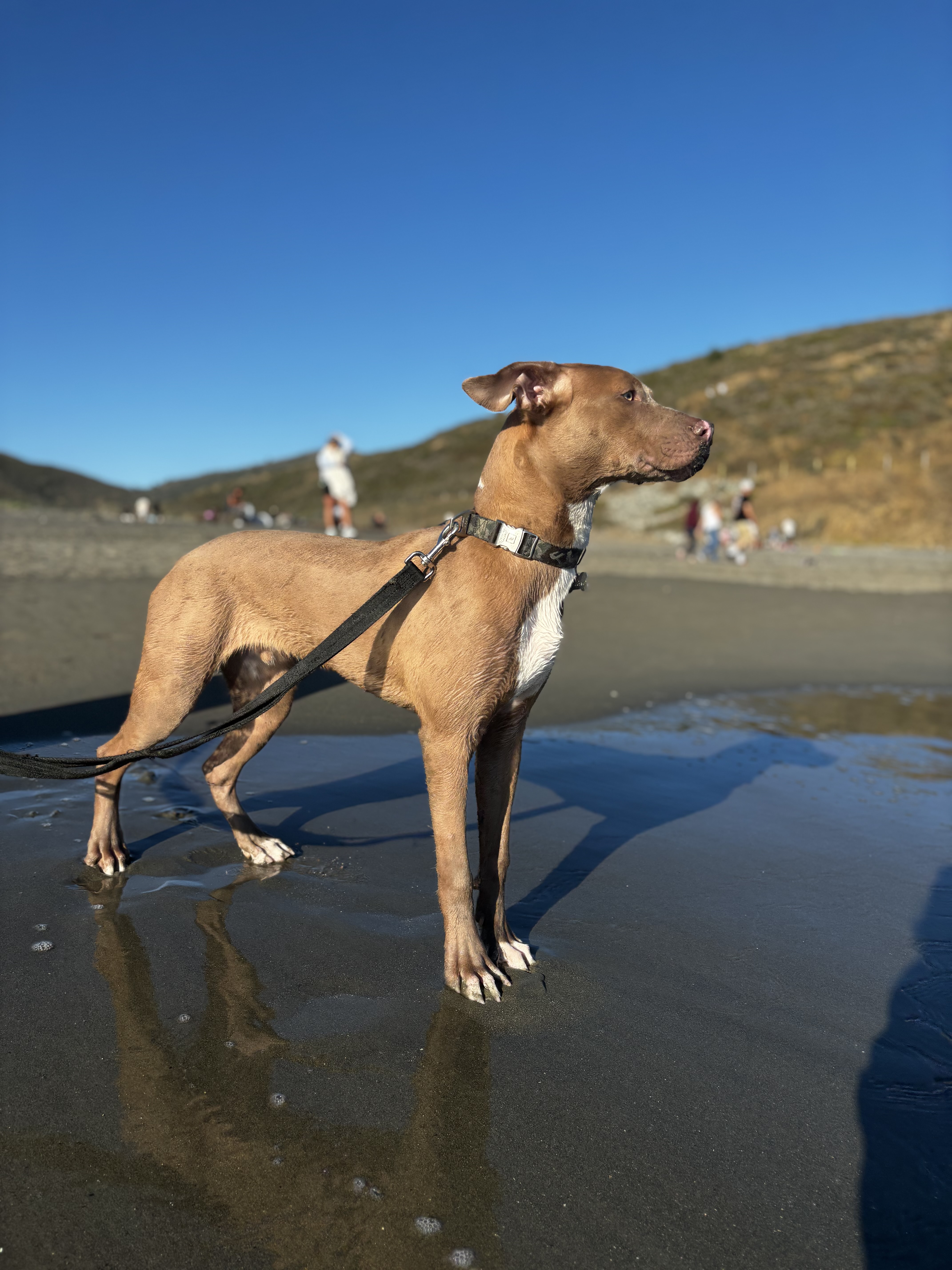 Enzo, a Adoptable Pit Bull Terrier in San Rafael, CA image 6/6