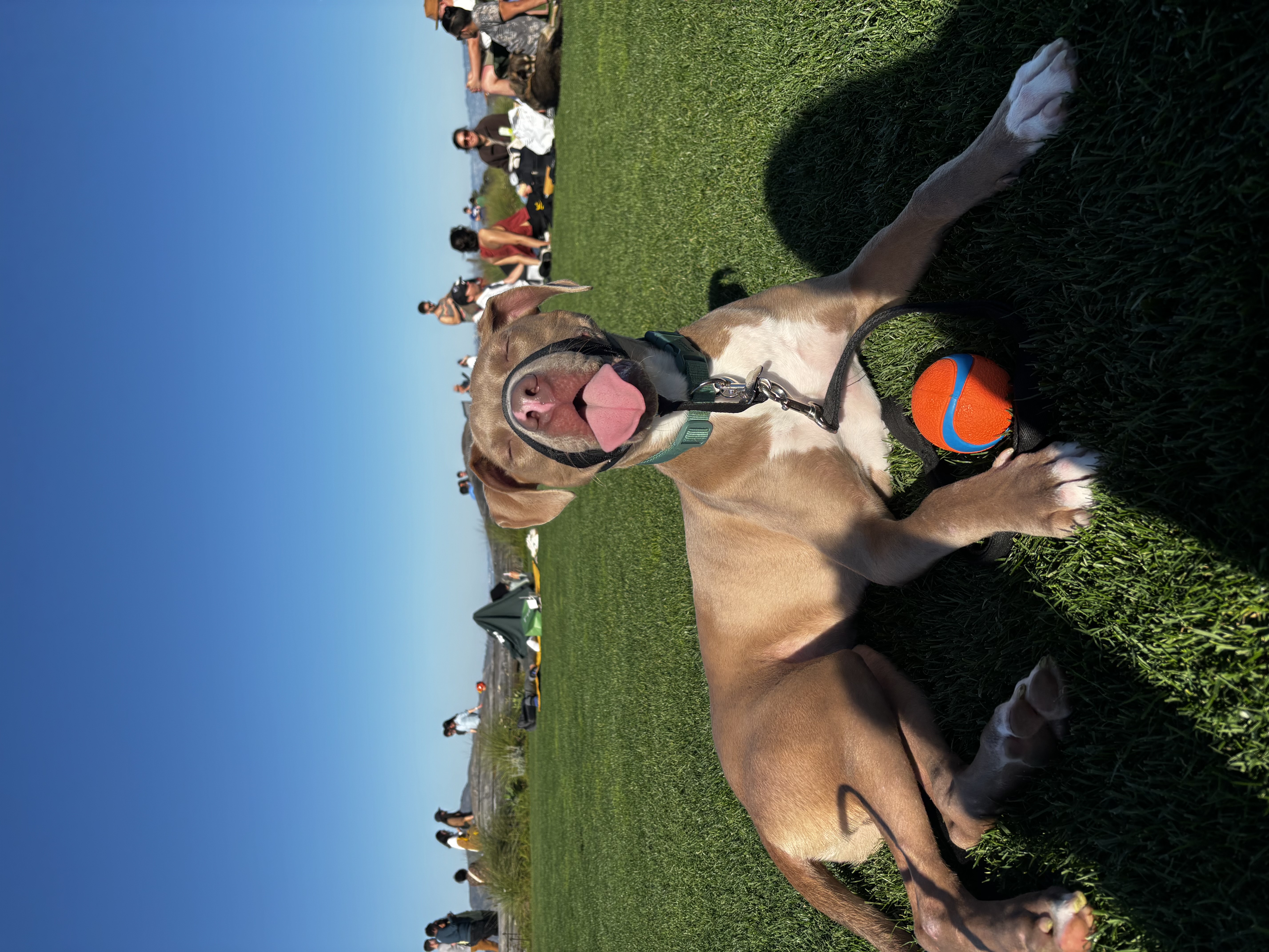 Enzo, a Adoptable Pit Bull Terrier in San Rafael, CA image 4/6