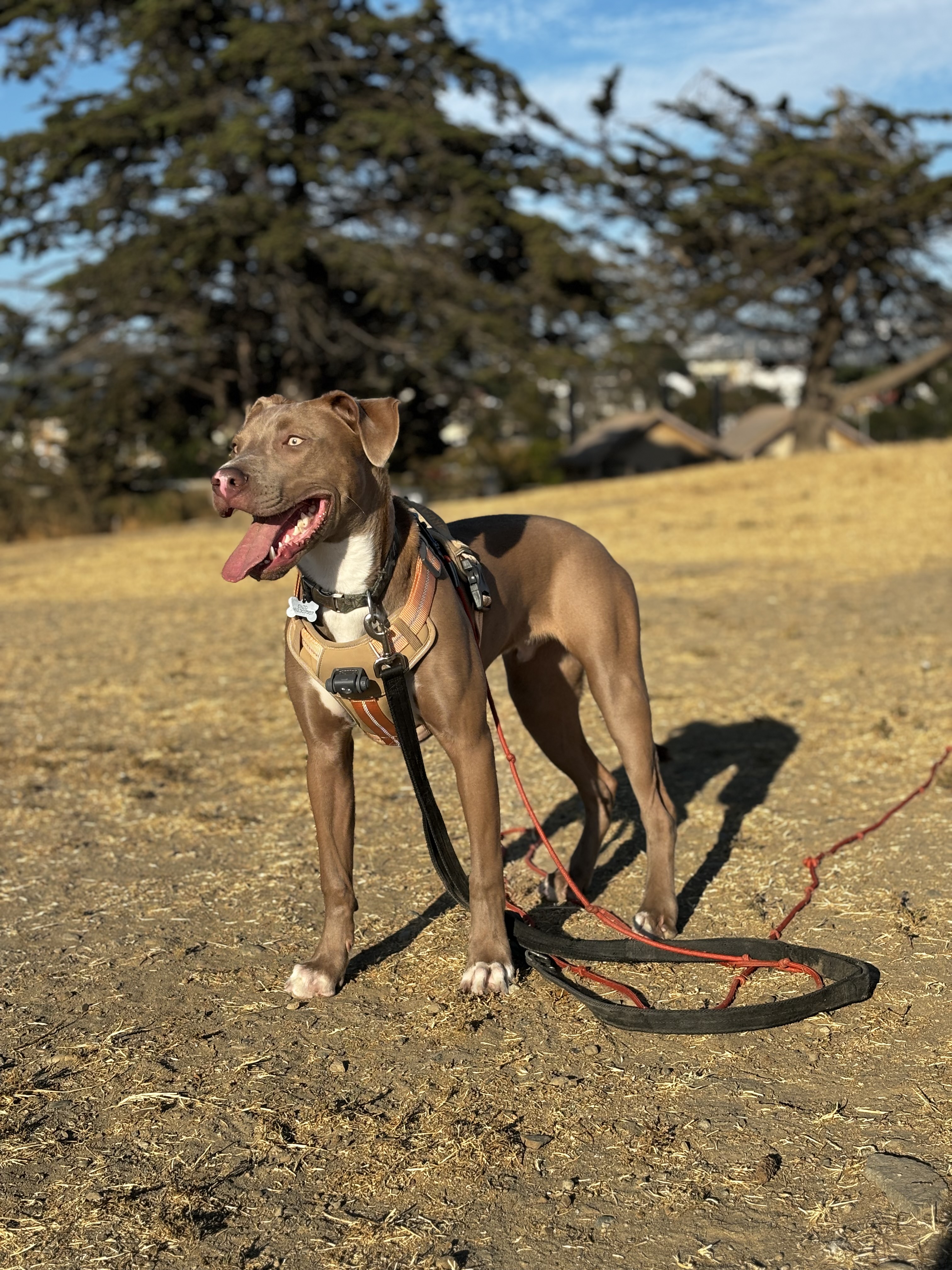 Enzo, a Adoptable Pit Bull Terrier in San Rafael, CA image 3/6