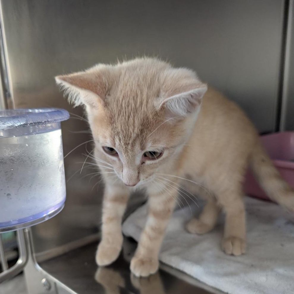 Enlarge Cucumber, a Adopted Domestic Short Hair in Reisterstown, MD image 5/5