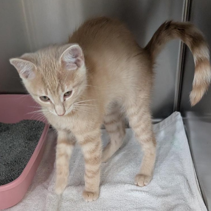 Enlarge Cucumber, a Adopted Domestic Short Hair in Reisterstown, MD image 2/5