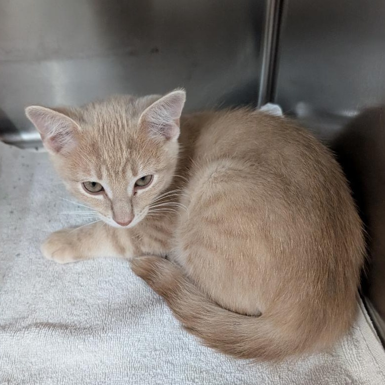 Enlarge Cucumber, a Adopted Domestic Short Hair in Reisterstown, MD image 3/5
