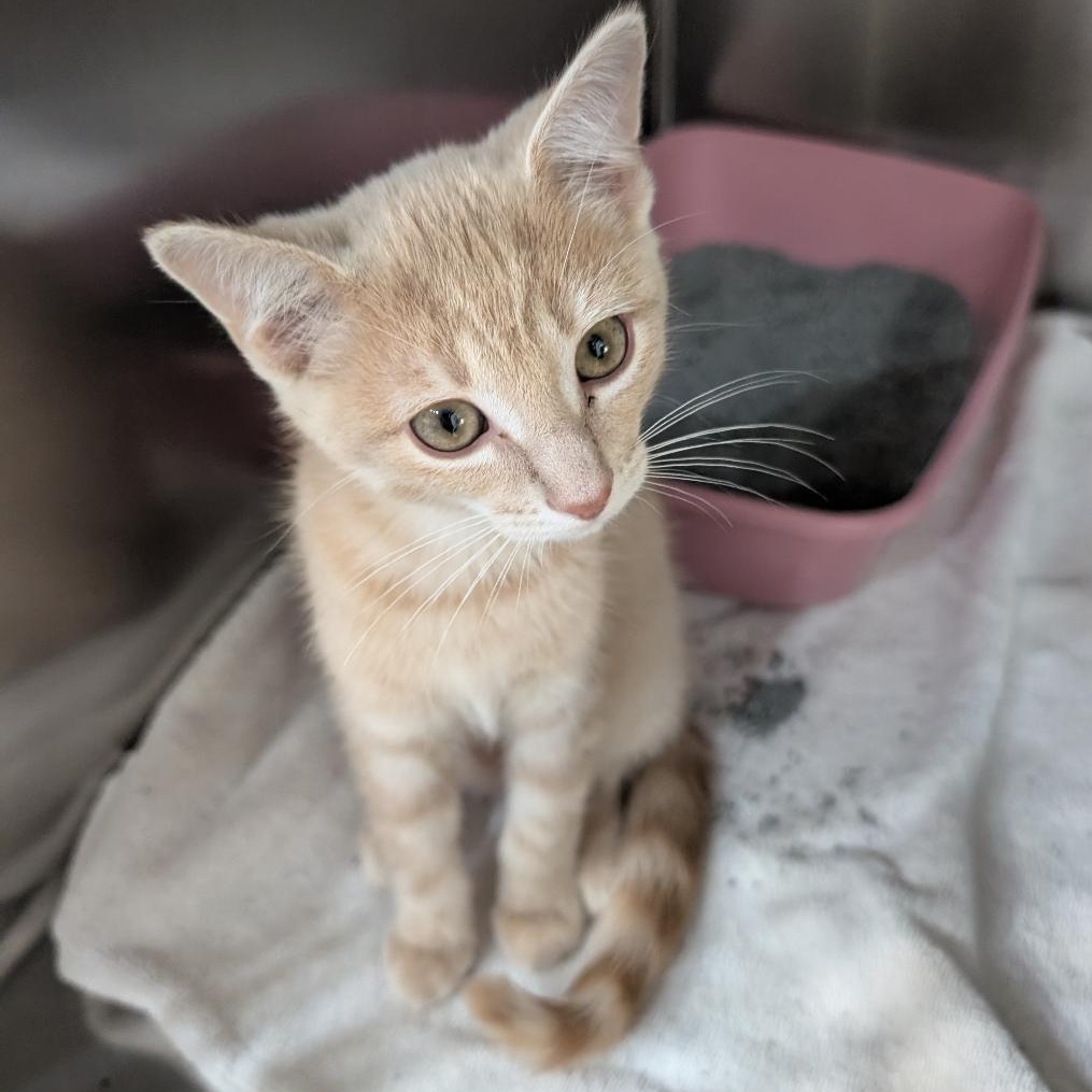 Enlarge Cucumber, a Adopted Domestic Short Hair in Reisterstown, MD image 1/5