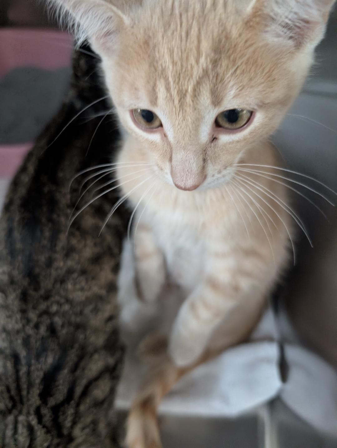 Enlarge Cucumber, a Adopted Domestic Short Hair in Reisterstown, MD image 4/5