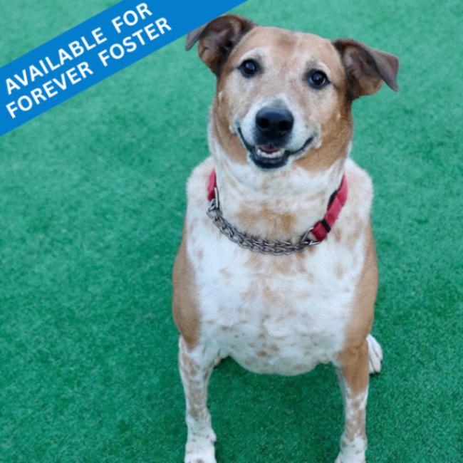 Cooper, Adoptable, Senior Male Australian Cattle Dog / Blue Heeler & Mixed Breed.