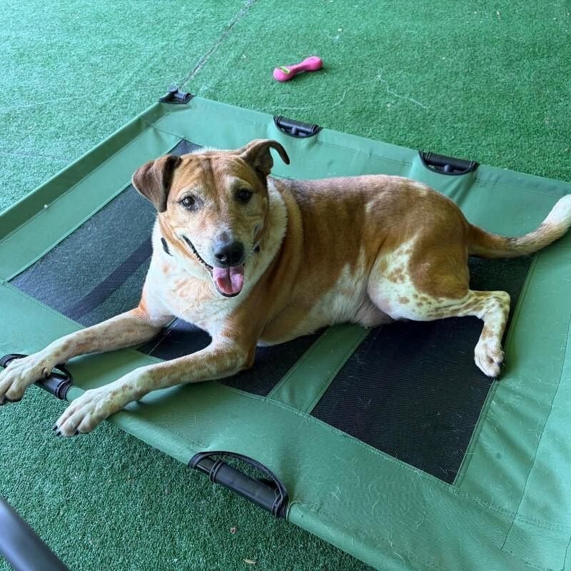 Enlarge Cooper, a Adoptable mixed breed in Roanoke, VA image 2/6