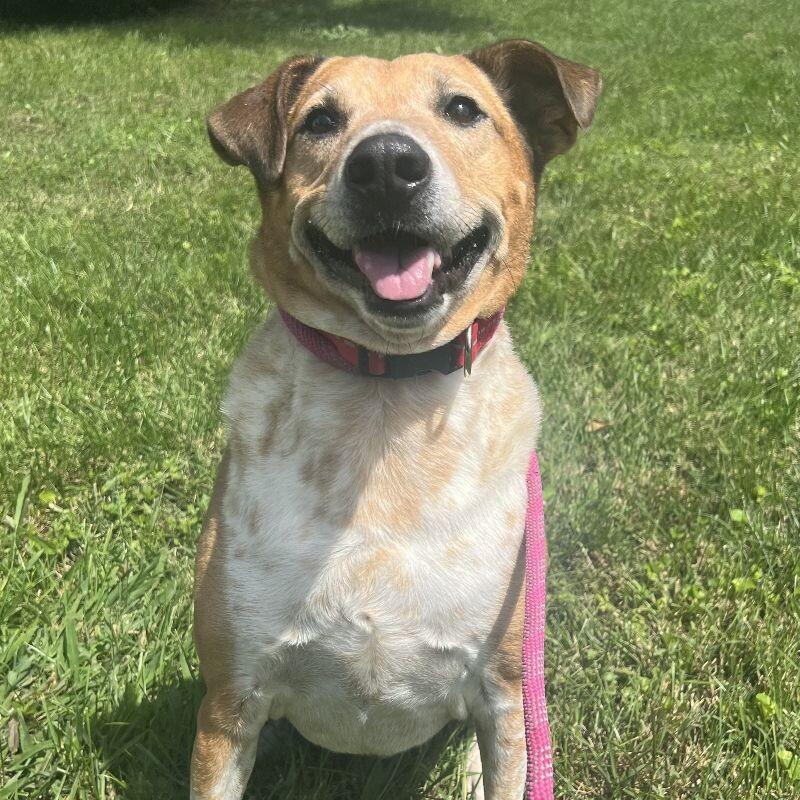 Enlarge Cooper, a Adoptable mixed breed in Roanoke, VA image 1/2