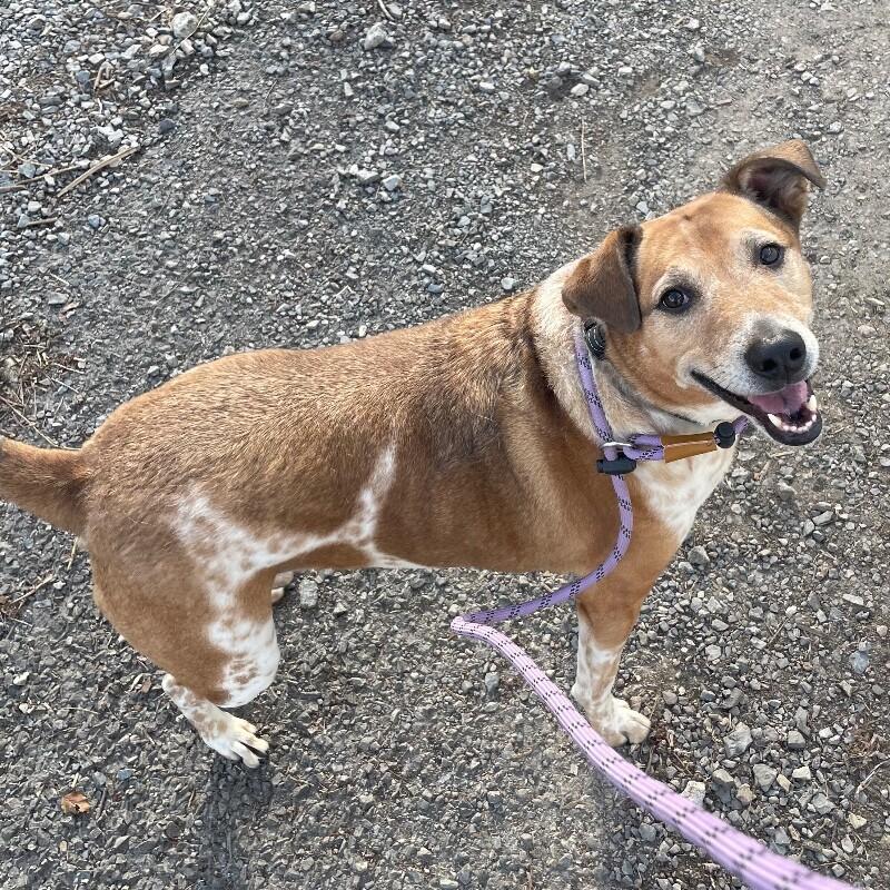Cooper, Adoptable, Senior Male Australian Cattle Dog / Blue Heeler & Mixed Breed.