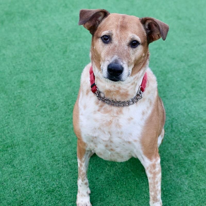 Cooper, Adoptable, Senior Male Australian Cattle Dog / Blue Heeler & Mixed Breed.