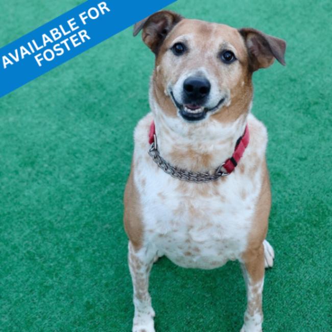 Enlarge Cooper, a Adoptable mixed breed in Roanoke, VA image 3/5