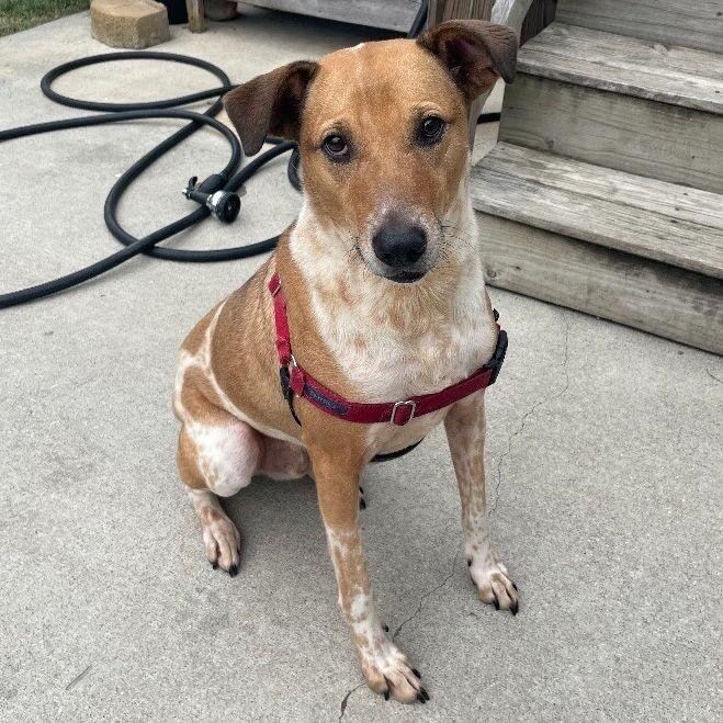 Enlarge Cooper, a Adoptable mixed breed in Roanoke, VA image 2/3