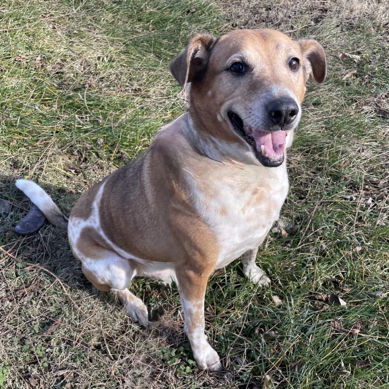 Enlarge Cooper, a Adoptable mixed breed in Roanoke, VA image 3/3