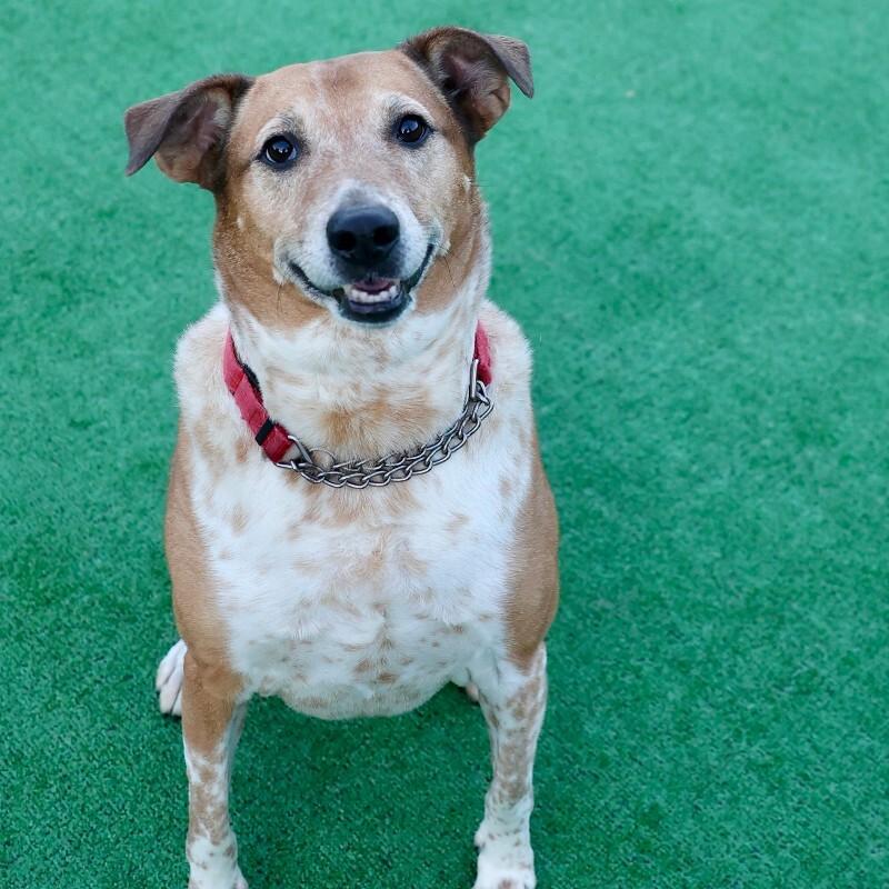 Enlarge Cooper, a Adoptable mixed breed in Roanoke, VA image 4/4