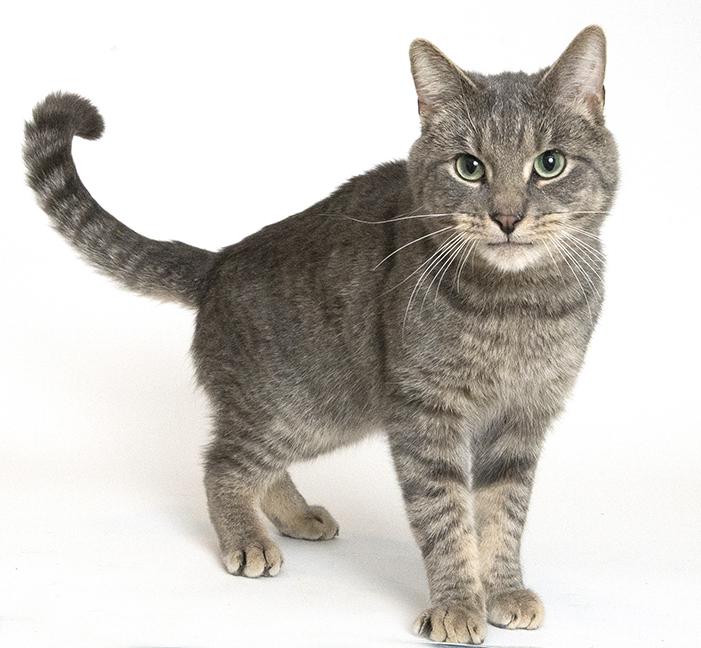 Matlock, a Adoptable Tabby in Chicago, IL image 1/6