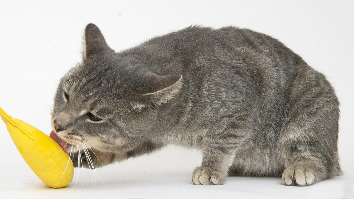 Matlock, a Adoptable Tabby in Chicago, IL image 3/6