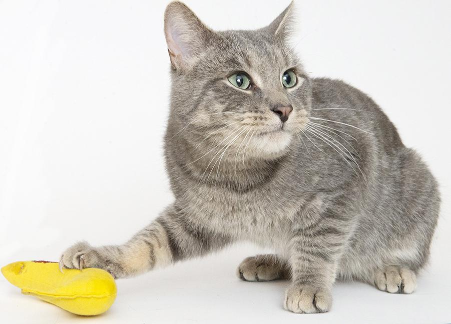 Matlock, a Adoptable Tabby in Chicago, IL image 4/6