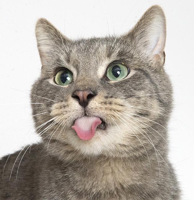 Matlock, a Adoptable Tabby in Chicago, IL image 5/6