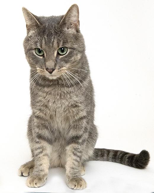 Matlock, a Adoptable Tabby in Chicago, IL image 6/6