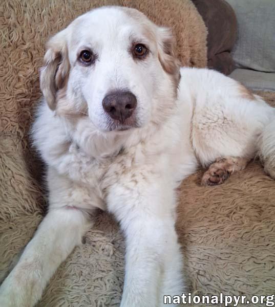 Shelley in LA - Petite Pyr Who Loves Her People!